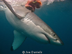 Great White by Joe Daniels 